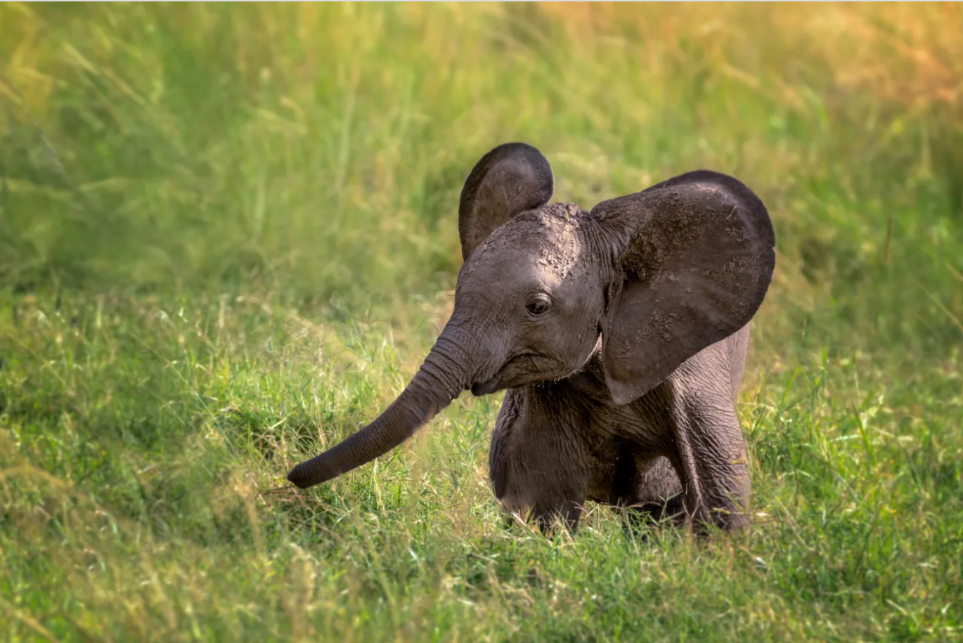 Curiosidades de los elefantes bebés y de su especie que son fascinantes